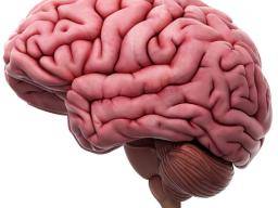 Nízké hladiny glukózy v mozku mohou vyvolat Alzheimerovu chorobu