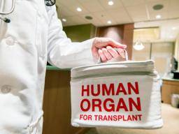 Lungen von Spendern, die an Ertrinken oder Erstickung sterben, können für eine Transplantation sicher sein