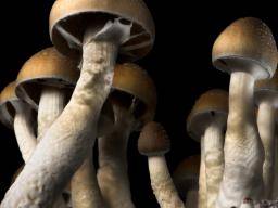 Le composé de champignon magique peut traiter la dépression sévère
