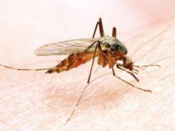 Malaria wird von fünf menschlichen Genen beeinflusst, sagen Forscher