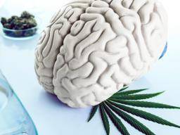 La marihuana y la 'especia' podrían desencadenar convulsiones, según un estudio