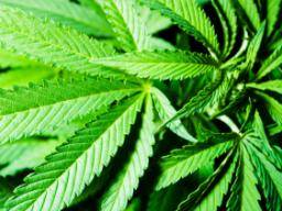 L'extrait de marijuana est prometteur comme traitement de l'épilepsie sévère