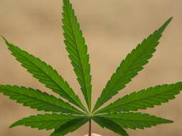 Marijuana: augmentation de la consommation d'adultes «déjà surestimée»