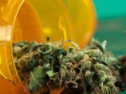 Marihuana muze pomoci bojovat proti zneuzívání návykových látek, poruch dusevního zdraví