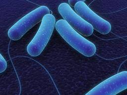 Le syndrome métabolique peut être prévenu par une bactérie intestinale saine