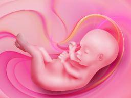 Modelová placenta by mohla odhalit, jak patogeny dosahují nenarozeného dítete
