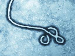 Molekula slibuje urychlit objev univerzálních anti-Ebola léku