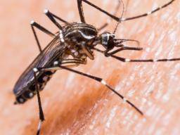Moskito-getragene Chikungunya-Virus verursacht schwere Gehirnentzündung