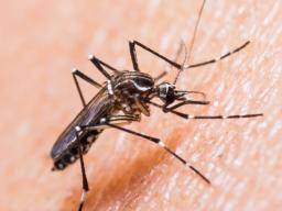 Mosquito Sex Change Erfolg kann neue Wege gegen Dengue-Fieber eröffnen