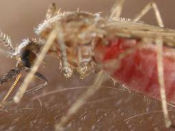 Les moustiques recueillent plusieurs doses de paludisme au cours de repas de sang successifs