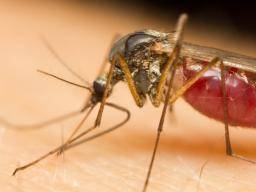 Mosquitos a Zika: hmyz za vypuknutím