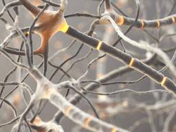 Motorneuronen und Lokomotion: Noch komplexer als wir dachten