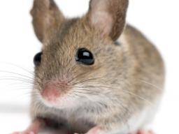 MS-Mäuse erlangen nach der Stammzelltherapie wieder Gehfähigkeit