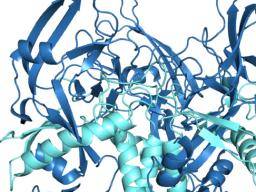 Neue Antikörperbehandlung kann gegen Marburg- und Ebolaviren schützen