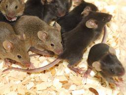 Un nouveau modèle de souris ouvre la voie à une recherche améliorée sur le virus Ebola