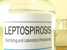 Nová zpráva upozornuje na zanedbané zátez leptospirózy