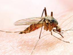 Neue Methode zur Blockierung der Dengue-Übertragung mit Bakterien am Computer