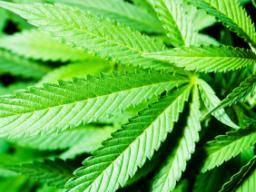 New York legalisiert medizinisches Marihuana, Berkeley bietet es kostenlos an