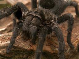 Neu identifizierte Verbindungen in Spinnengift könnten helfen, chronische Schmerzen zu behandeln