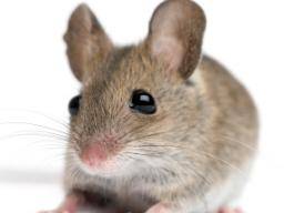Un nouveau modèle de souris dystonique peut faire progresser le traitement des troubles neurologiques