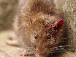 Les rats de NYC "pourraient transmettre la peste"