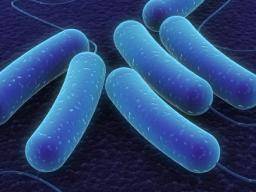 Ein Antibiotikum stört das Darmmikrobiom für ein Jahr