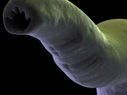 Parazitické cervy mohou ovlivnit plodnost, zjistují studie