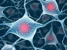 Parkinsonova choroba: výzkumníci objevili místo, kde protein poskozuje mozkové bunky