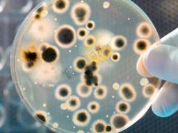 'Phantom'-Superbugs tarnen sich, um eine Entdeckung zu vermeiden