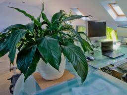 Rostliny v kancelárích ciní pracovníky stastnejsími, produktivnejsími