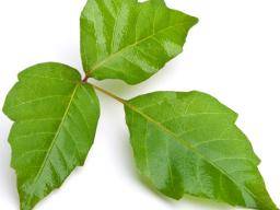 Poison Ivy Hautausschlag: Ursachen, Behandlung und Prävention