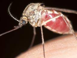 Slibný kandidát na drogy resí malárii novým zpusobem