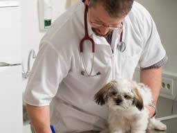 Profylaktická medicína Evropský zákaz muze podkopat dobré zivotní podmínky zvírat