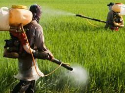 Protein könnte Gehirnschäden durch Pestizide und chemische Waffen verhindern