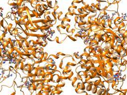 Nestabilita bílkovin byla navrzena jako prícina ALS