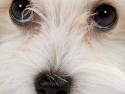 "Puppy dog ??eyes" vysvetlil vedou