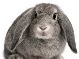 Virus králíka muze zajistit transplantaci kostní drene bezpecnejsí
