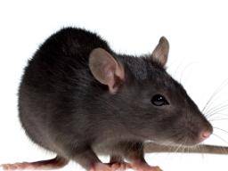 Studie krys naznacuje, ze podvody související se zneuzíváním mohou snízit stres pro dospelé