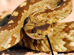 Rattlesnake kousnutí: Co byste meli vedet