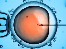 Los investigadores identifican los factores que pueden impulsar el éxito de la inseminación artificial