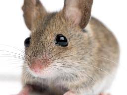 Forscher lösen Muskelreparatur bei Mäusen mit Muskeldystrophie aus