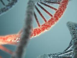 Rett-Syndrom-Behandlung kann in der Ausrichtung auf "lange Gene" liegen