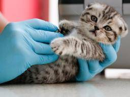 Zoonose inversée: pouvez-vous rendre votre animal malade?