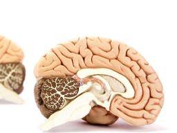 La schizophrénie affecte la connectivité du cerveau entier, révèle une étude majeure