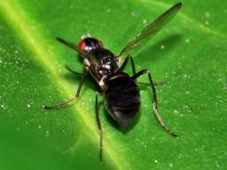 Wissenschaftler knacken genetischen Code der Tsetse-Fliege