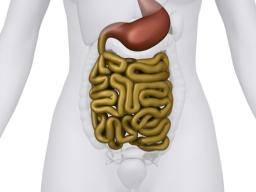 Los científicos crean 'organoides' completamente funcionales de intestinos humanos