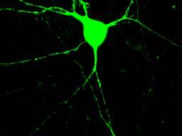 Wissenschaftler produzieren Serotonin freisetzende Neuronen aus menschlichen Hautzellen
