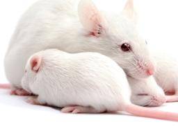Des scientifiques découvrent un médicament bénéfique pour la progéniture de souris avec Huntington