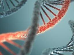 Vedci zjistují, jak genová mutace zpusobuje autismus