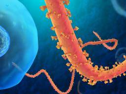 Vedci zjistili, jak smrtelný virus "ebola" se dostává do lidských bunek